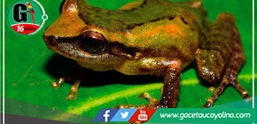 Equipo de biólogos descubre una nueva especie de rana de lluvia