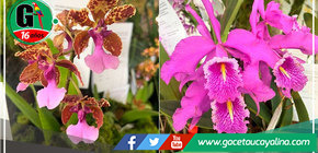San Martín exhibe sus mejores variedades de orquídeas en exposición internacional
