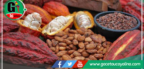 Cacao del Alto Mayo: Sabor y aroma de la selva peruana