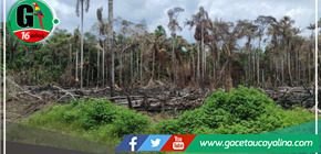 Deforestación en San Martín se dispara, superando las 280 mil hectáreas en 2020