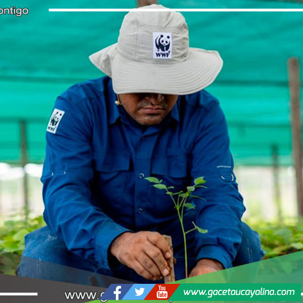 Madre de Dios: sembrarán 126,000 plantas de especies nativas