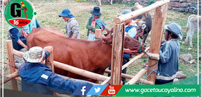 Hasta en 50 % se incrementará la producción de leche y carne de res en Madre de Dios