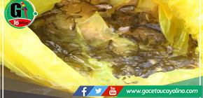 Colaboración Exitosa entre el Instituto Tecnológico "Carlos Laborde" y la Municipalidad de Sepahua Impulsa Desarrollo Agropecuario y Embellecimiento Urbano