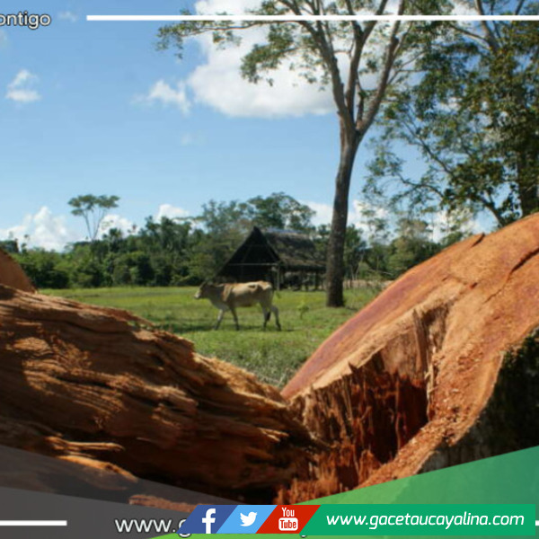 Expertos advierten que la amazonía se encuentra al borde del colapso con una deforestación del 20%