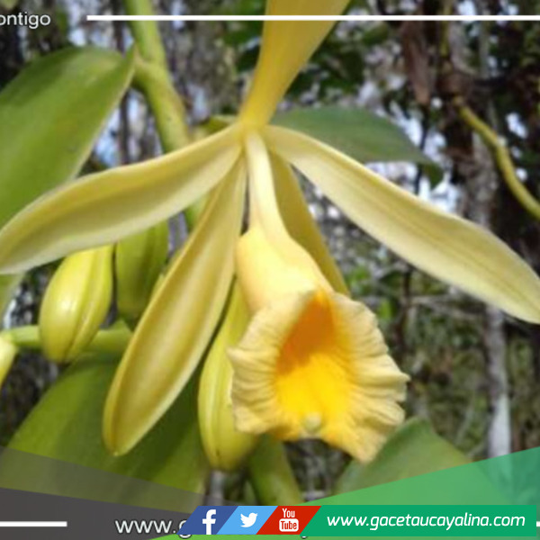 San Martín impulsa el cuidado sostenible de la exquisita Vanilla Pompona 