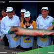 Con gran éxito se realizó feria “Mis pescadería”, impulsada por el gobierno regional de Ucayali