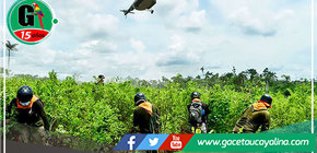 Erradican más de 250 hectáreas de cultivos ilegales de hoja de coca en una semana en Pucallpa