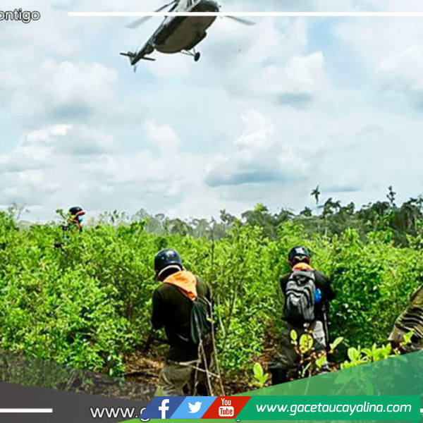 Erradican más de 250 hectáreas de cultivos ilegales de hoja de coca en una semana en Pucallpa