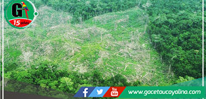 Goreu y Forest de EE.UU. articularán esfuerzos para contrarrestar la pérdida boscosa en Ucayali 