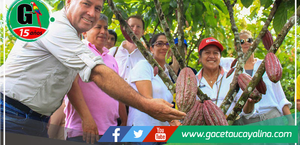 El cacao ucayalino ejemplo de desarrollo sostenible para la recuperación de los suelos degradados