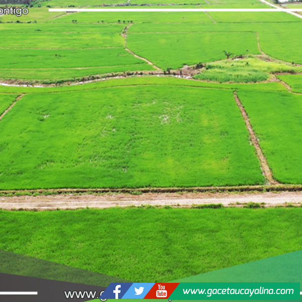 Presentan a Ministra de Agricultura proyectos para siembra de arroz bajo riego