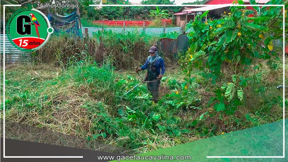Continúan en constante limpieza, cultivo y podado de las áreas verdes en el distrito de Manantay