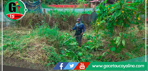 Continúan en constante limpieza, cultivo y podado de las áreas verdes en el distrito de Manantay 