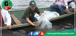 Repoblan con más de 3 mil peces de la especie “Paco” Laguna de Cashibococha  