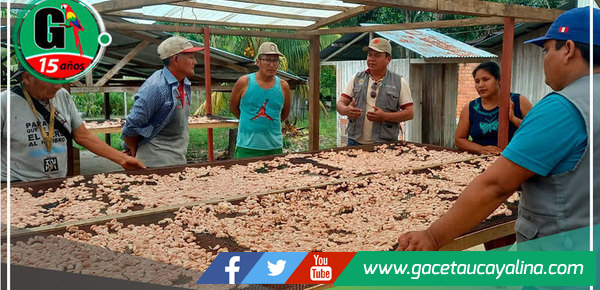 En Campo Verde capacitan a productores en el manejo productivo, cosecha y pos cosecha del cultivo Cacao