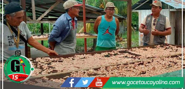 Proyecto Cacao continúa fortaleciendo las técnicas de cosecha y post cosecha en los módulos demostrativos en Campo Verde