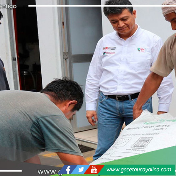 Productores de Cacao de Atalaya exportan 250 toneladas de grano orgánico 