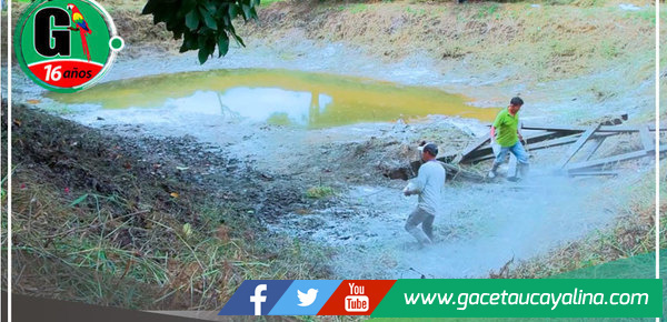 Municipalidad de Sepahua promueve seguridad alimentaria a través de siembra de alevinos de PACO