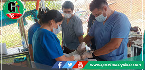 Centro Canino Municipal y colegio médico veterinario inician campaña interna de esterilización a canes albergados