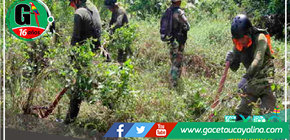 Erradican cerca de 15,000 hectáreas de cultivos en lo que va del 2023 