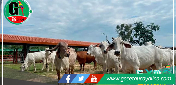 San Martín: Inauguran primer núcleo genético para el manejo de ganado vacuno