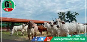 San Martín: Inauguran primer núcleo genético para el manejo de ganado vacuno