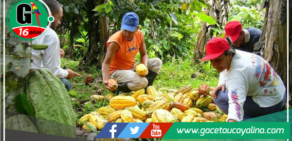 ADEX: Disminución en la exportación de productos en cinco regiones de la selva 