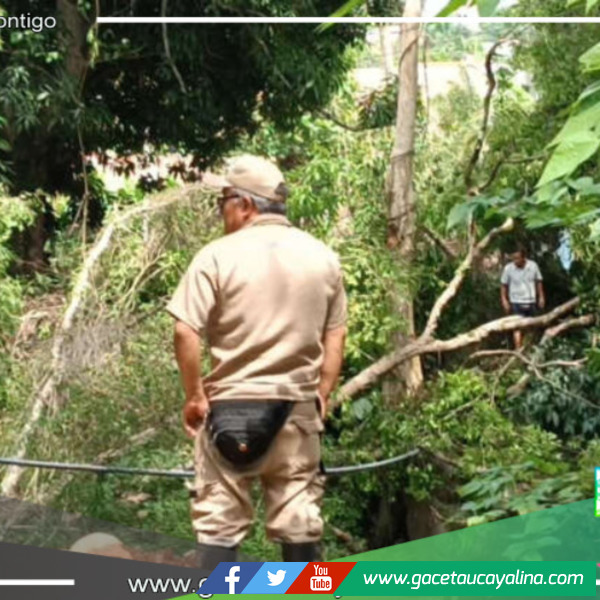 Caída de un árbol de Renaco en el río Shilcayo está causando inquietud en Villa Autónoma