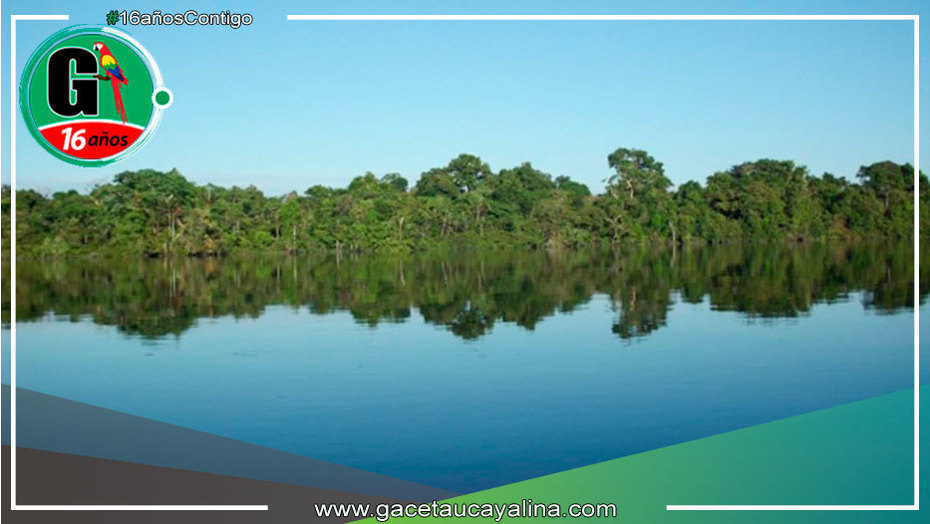Científicos hallan una nueva especie de avispa parasitoide en la Amazonía peruana