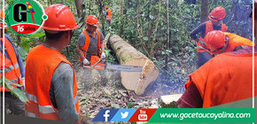 Motosierristas del país podrán certificar sus competencias laborales