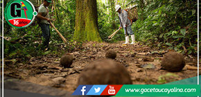 Madre de Dios: Inacal capacita a productores para mejorar la calidad de la castaña amazónica y productos derivados