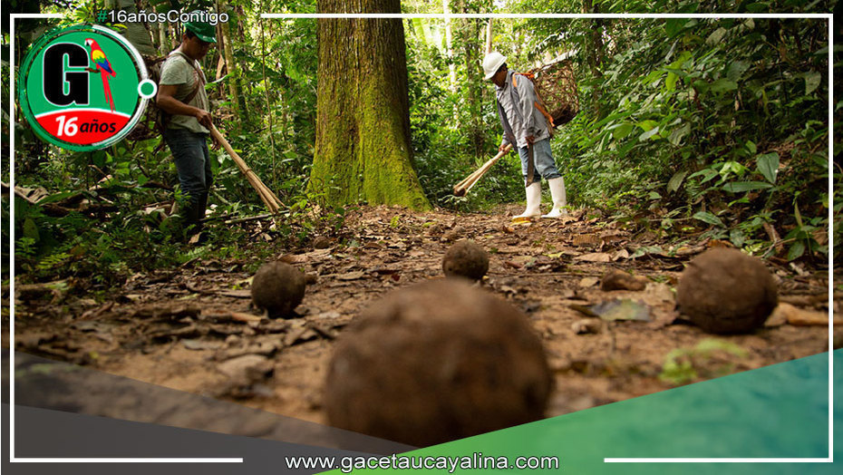 Madre de Dios: Inacal capacita a productores para mejorar la calidad de la castaña amazónica y productos derivados
