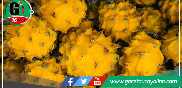 INACAL desarrollará normas técnicas peruanas para promover la calidad de la Pitahaya 
