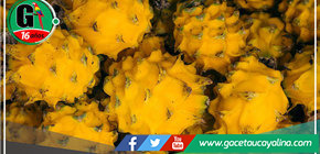 INACAL desarrollará normas técnicas peruanas para promover la calidad de la Pitahaya 