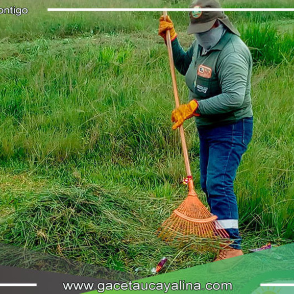 Faenas de Cultivo y Limpieza en Parques: Compromiso de la Subgerencia de Limpieza Pública de Manantay