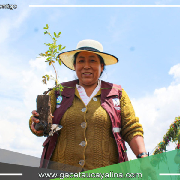 Campaña de forestación del Gore Cusco alcanzó más del 50% de avance 