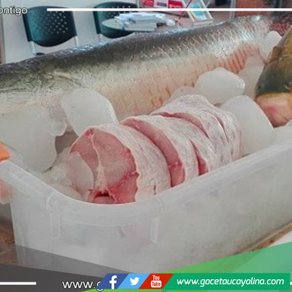 Emprendedores amazónicos, ¡aprenderán a transformar la piel de los peces en cuero en un taller gratuito!