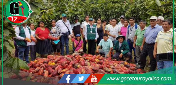 Cacao de Leoncio Prado triunfa como cultivo alternativo tras una década de transformación