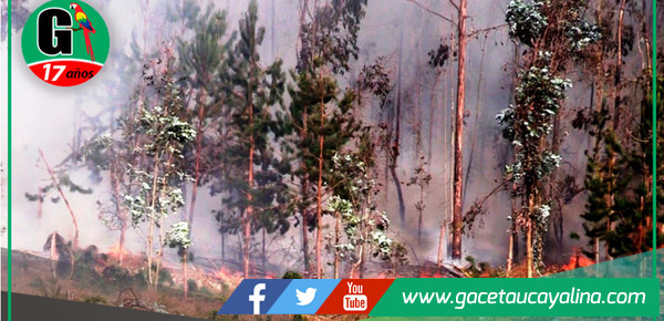 INDECI reporta 20 incendios forestales activos y 29 controlados