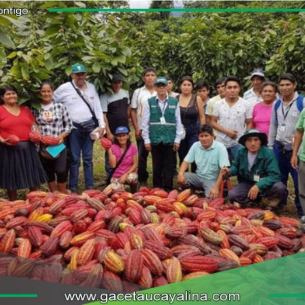 Cacao de Leoncio Prado triunfa como cultivo alternativo tras una década de transformación
