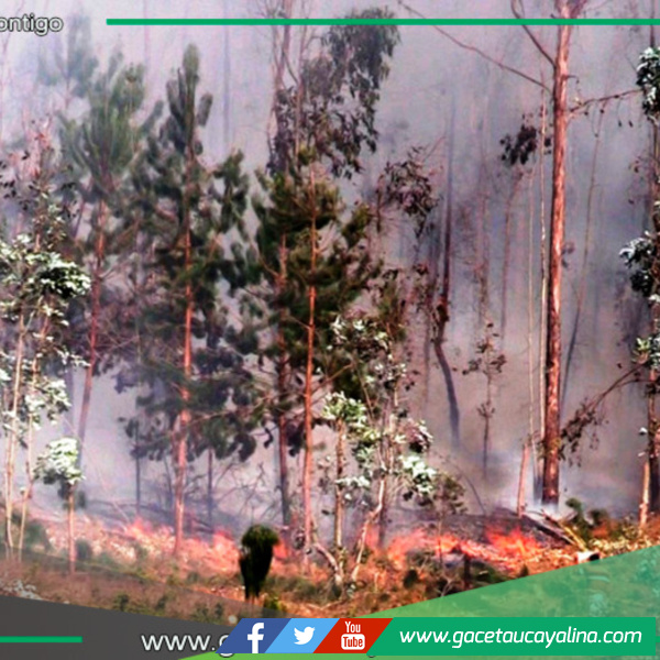 INDECI reporta 20 incendios forestales activos y 29 controlados