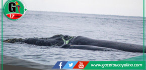 Instan a establecer áreas marítimas para conservar rutas migratorias de ballenas