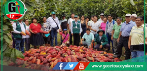 Cacao de Leoncio Prado triunfa como cultivo alternativo tras una década de transformación