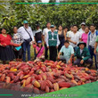 Cacao de Leoncio Prado triunfa como cultivo alternativo tras una década de transformación