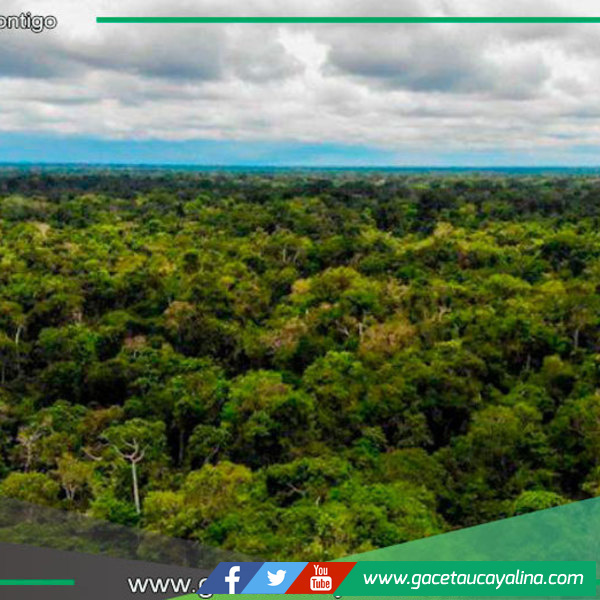 Gobierno y regiones firman acuerdo contra la tala ilegal