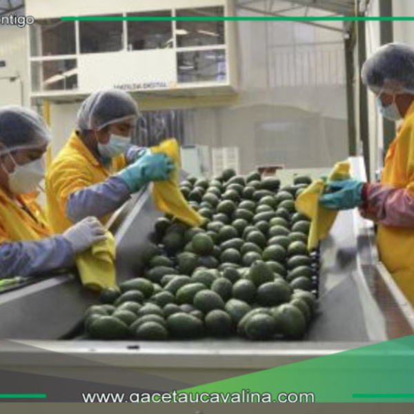 Los productores de palta de Limatambo y Mollepata en Cuzco exportarán 50 toneladas de palta por semana. 