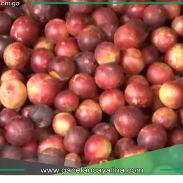 Las frutas exóticas de la selva  más requeridas en el mercado 'El Huequito' en Tarapoto 