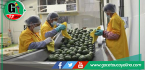 Los productores de palta de Limatambo y Mollepata en Cuzco exportarán 50 toneladas de palta por semana. 