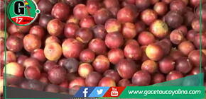 Las frutas exóticas de la selva  más requeridas en el mercado 'El Huequito' en Tarapoto 