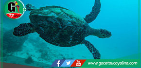 América Latina y el Caribe registran una pérdida del 95% de poblaciones de vida silvestre